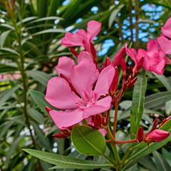 vibrant pink oleander flowers closeup