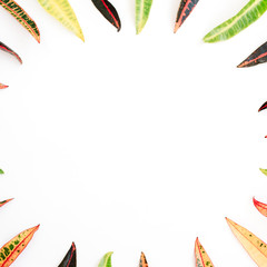 topical exotic colored leaf frame on white background. flat lay, top view