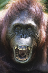 Orangutan howling close-up