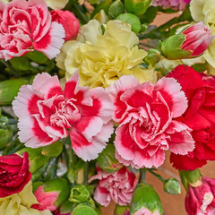 colorful carnation flowers closeup