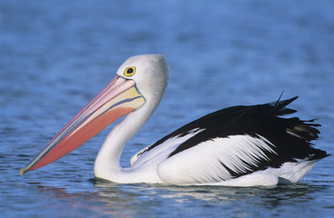 Australian Pelican on water