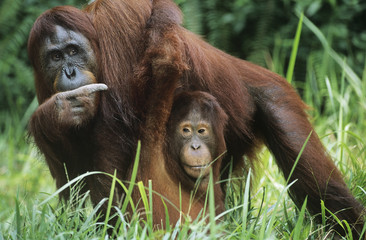 Naklejka premium Orangutan holding young in grass