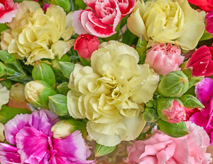 colorful carnation flowers closeup