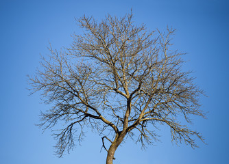 lonely tree and blue sky