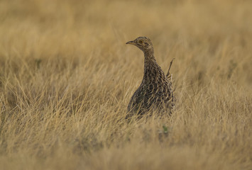 Tinamou, La Pampa, Argentina