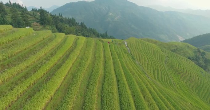 Beautiful 4k aerial sgot of the Longji Rice Terraces located next to the village of Ping'an in Longsheng County, Southern China. Fresh green rice fields in Fall. Mountain, rural landscape.
