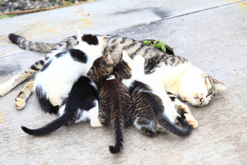 Mother cat nursing her little kittens
