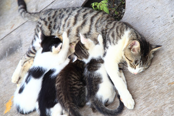 Mother cat nursing her little kittens © takadahirohito