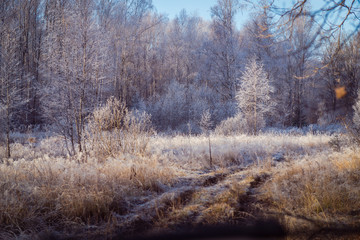 Forest in iniö