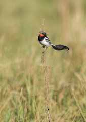 Strange tailed Tyrant, Alectrurus risora, .Ibera Marshes,  Argentina