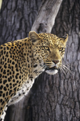 Leopard (Panthera Pardus) standing beside tree