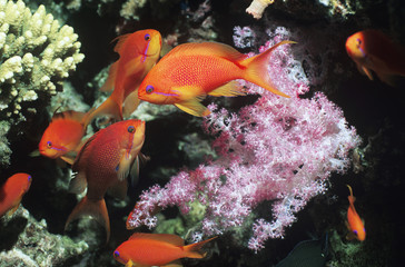 Naklejka na ściany i meble School of Flame Angelfish on reef