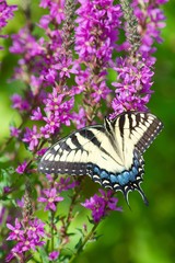 Swallowtail Butterfly