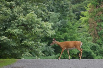 Deer Crossing