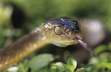 Brown snake close-up