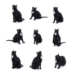 Sitting black cat isolated over the white background