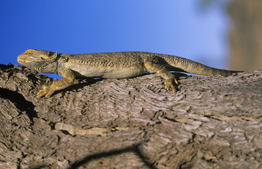 Water dragon on branch