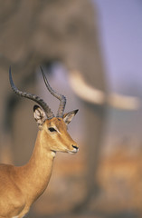 Gazelle with elephant in background