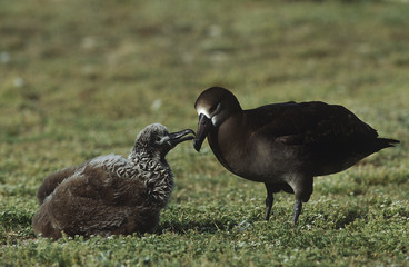Black-Footed Albatross (Phoebastria nigripes) feeding nestling