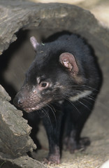 Tasmanian Devil in log