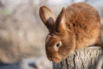Fluffy brown farm rabbit sitting on a stump
