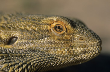 Water dragon close-up of head