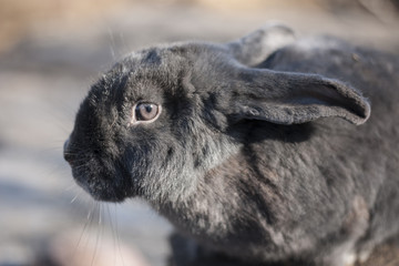 Fluffy gray farm rabbit sitting under the sun
