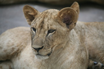 Lion
