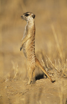 Alert Mearcat in desert