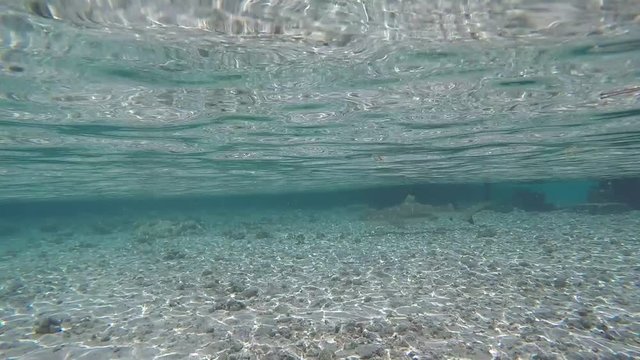 requin dans un lagon