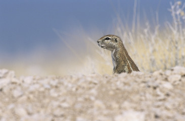 Alert Ground Squirrel