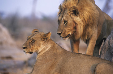 Pair of Lions resting
