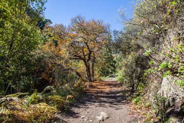 Fototapeta na wymiar Chestnut forest and path