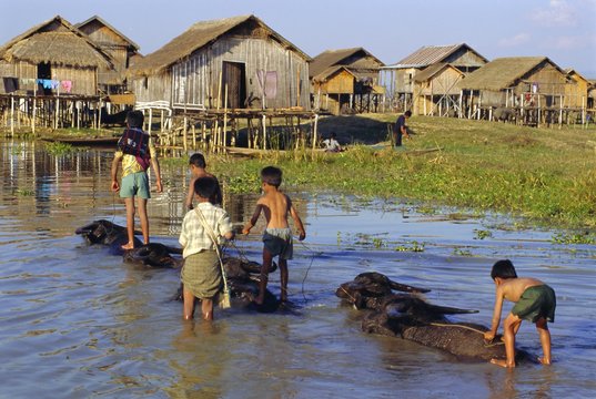 Children riding water buffaloes, Inle Lake, Myanmar