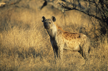 Spotted Hyena (Crocuta Cocuta) standing on savannah