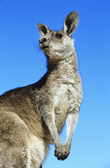 Kangaroo against blue sky