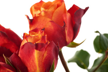 Fresh roses over the white isolated background