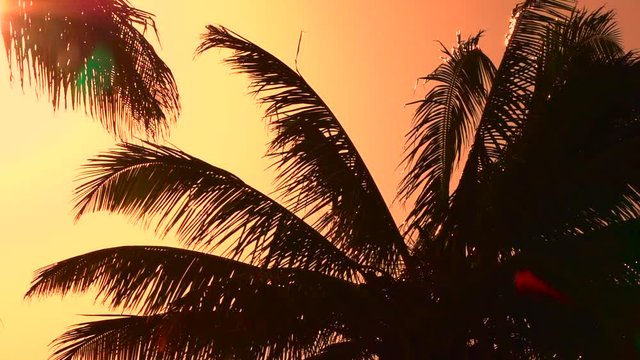 CLOSE UP: Palm tree canopies swinging in summer breeze at amazing golden sunset