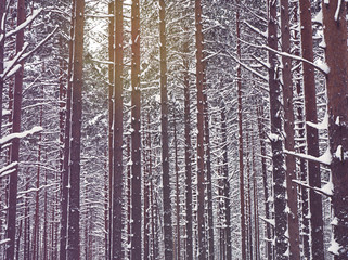 Fototapeta premium Snow covered pine trees in winter forest.