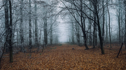 Winter im Wald