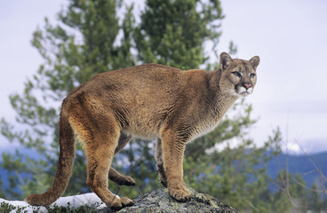 Mountain Lion standing on rock