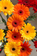 Flowers gerbera