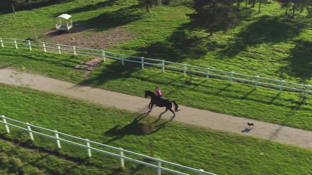 AERIAL: Beautiful gelding running along the fields with dog on sunny day