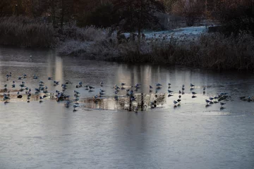 Fototapeten Watervogels in wak © Wil