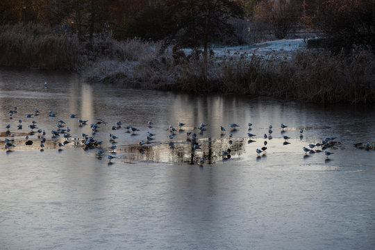 Watervogels in wak