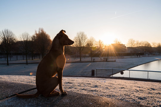 Hond kijkt over park