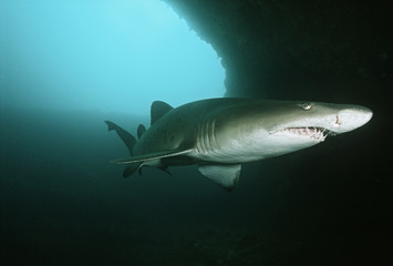 Aliwal Shoal Indian Ocean South Africa sand tiger shark (Carcharias taurus) in underwater cave