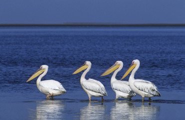 Four Pelicans wading in ocean