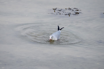 Gull diving and fishing a worm