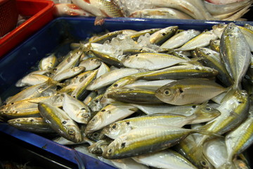 targ rybny © shutterfil77